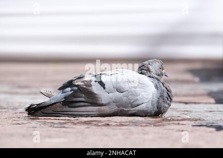 Gros plan gris noir un pigeon assis sur le sol ne bouge pas. Mise au point sélective. Espace ouvert. Banque D'Images