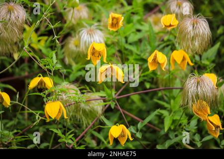 Les fleurs jaunes et des têtes de graine de Clematis Tangutica 'Bill Mackenzie' Banque D'Images