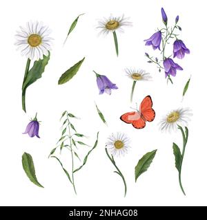 Ensemble de Marguerite aquarelle, campanula, avoine sauvage isolée sur fond blanc, . Idéal pour le papier peint, l'impression, le textile, la scrapbooking, l'invitation de mariage Banque D'Images