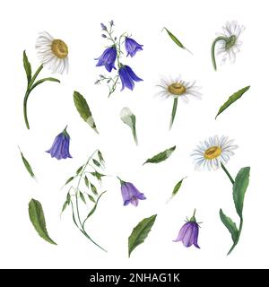 Ensemble de Marguerite aquarelle, campanula, avoine sauvage isolée sur fond blanc, . Idéal pour le papier peint, l'impression, le textile, la scrapbooking, l'invitation de mariage Banque D'Images