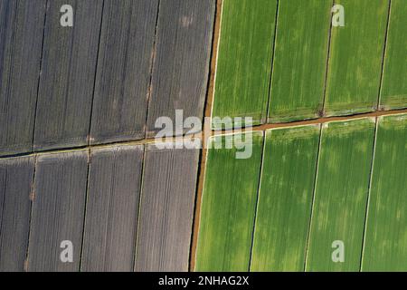 Documentation photographique aérienne des formes giométriques des champs cultivés Banque D'Images