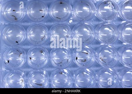 Riems, Allemagne. 31st janvier 2023. Les larves de moustiques nagent dans une palette de reproduction et sont examinées en laboratoire pour la surveillance des moustiques à l'Institut Friedrich Loefler (FLI) sur l'île Riems. Les insectes de toute l'Allemagne sont identifiés et examinés dans le domaine de la recherche. Sur les 53 espèces de moustiques connues en Allemagne, on sait très peu de choses sur la transmission des agents pathogènes, a-t-il dit. Credit: Jens Büttner/dpa/Alay Live News Banque D'Images