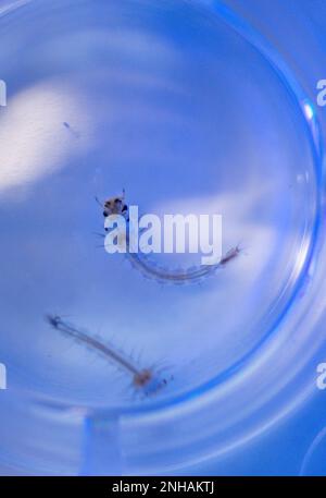 Riems, Allemagne. 31st janvier 2023. Les larves de moustiques nagent dans une palette de reproduction et sont examinées en laboratoire pour la surveillance des moustiques à l'Institut Friedrich Loefler (FLI) sur l'île Riems. Les insectes de toute l'Allemagne sont identifiés et examinés dans le domaine de la recherche. Sur les 53 espèces de moustiques connues en Allemagne, on sait très peu de choses sur la transmission des agents pathogènes, a-t-il dit. Credit: Jens Büttner/dpa/Alay Live News Banque D'Images