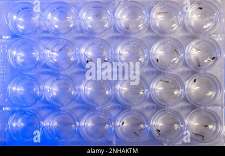 Riems, Allemagne. 31st janvier 2023. Les larves de moustiques nagent dans une palette de reproduction et sont examinées en laboratoire pour la surveillance des moustiques à l'Institut Friedrich Loefler (FLI) sur l'île Riems. Les insectes de toute l'Allemagne sont identifiés et examinés dans le domaine de la recherche. Sur les 53 espèces de moustiques connues en Allemagne, on sait très peu de choses sur la transmission des agents pathogènes, a-t-il dit. Credit: Jens Büttner/dpa/Alay Live News Banque D'Images