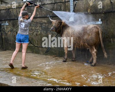 Agricultrice debout, lavant, lavant, nettoyant l'animal (taureau des Highlands) à l'aide de jets d'eau puissants - Great Yorkshire Show 2022, Harrogate, Angleterre, Royaume-Uni. Banque D'Images