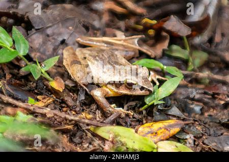 Grenouille occidentale à yeux brillants, Boophis doulioti dans le parc national de la montagne d'Ambre Banque D'Images