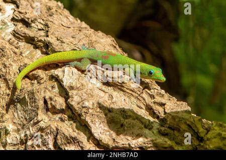 Journée de la poussière d'or Gecko, Phelsuma laticauda, Nosy Be Banque D'Images