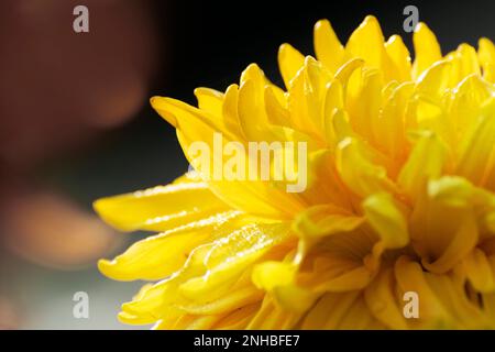 Goutte de rosée sur fleur jaune de Dahlia, plantes vivaces touffues, tubéreuses, herbacées de la famille des Asteraceae de plantes dicotylédones. Hiver matin nature. Banque D'Images
