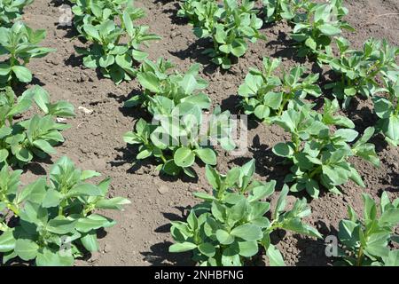 Au printemps, le jeune haricot (Vicia faba) pousse dans un champ agricole Banque D'Images