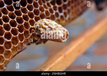 Une chambre queen ouverte d'où a émergé une abeille queen nouveau-né Banque D'Images