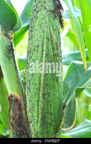 Un petit insecte herbivore - aphide (Aphidoidea) sur une rafle verte de maïs Banque D'Images