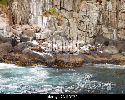 Transport de phoques à fourrure australiens ou bruns mâles sur la côte sud de la Tasmanie, en Australie, dans le parc national de Tasman. Banque D'Images