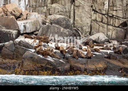 Délamer des phoques à fourrure bruns sur la côte rocheuse de Tasmanie, en Australie, dans le parc national de Tasman. Banque D'Images