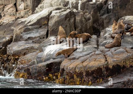 Transport de phoques à fourrure bruns mâles sur la côte sud de la Tasmanie, en Australie, dans le parc national de Tasman. Banque D'Images