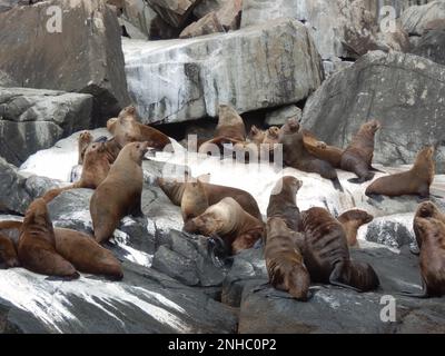 Transport de phoques à fourrure bruns mâles sur la côte sud de la Tasmanie, en Australie, dans le parc national de Tasman. Banque D'Images