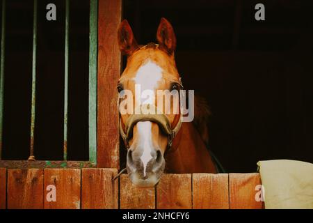 Portrait d'un beau cheval de l'étreuil debout dans une cale en bois dans l'écurie. Agriculture et soins de chevaux. Bétail sur la ferme. Banque D'Images