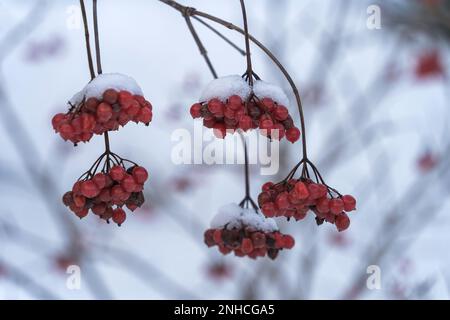 Baies de rowan rouges recouvertes de neige en hiver, gros plan Banque D'Images