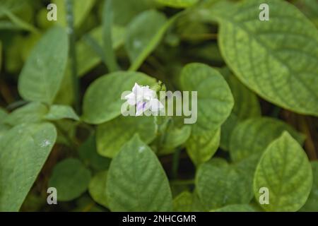 Asystasia gangetica micrantha, sous-espèce violette chinoise. Fleur simple avec fond de feuilles vertes Banque D'Images