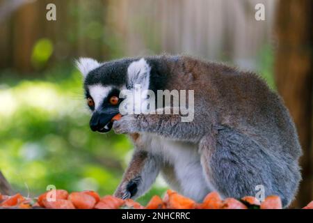 Le lémure à queue de cerelle (Lemur catta) ayant de la nourriture, est un grand primate de strepsirrhine et le lémure le plus reconnu en raison de son long, noir et blanc ringed t Banque D'Images