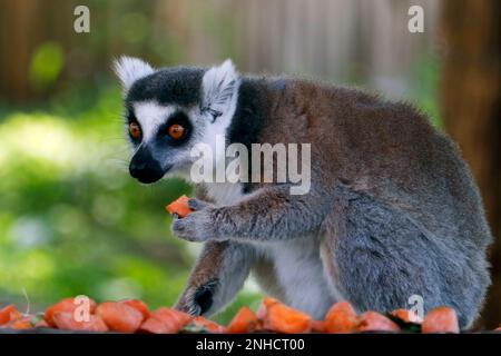 Le lémure à queue annulaire (Lemur catta) est un grand primate de strepsirrhine et le lémure le plus reconnu en raison de sa longue queue annelée noire et blanche. Il appartient Banque D'Images