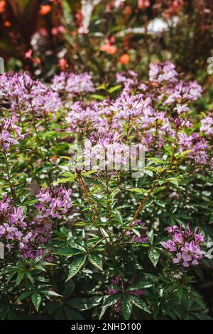 Cleome hassleriana, communément appelé fleur d'araignée Banque D'Images