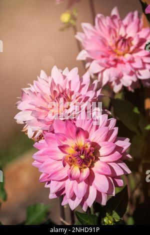 Le cultivar de dahlia rose 'miss Delilah' fleurit dans le jardin Banque D'Images