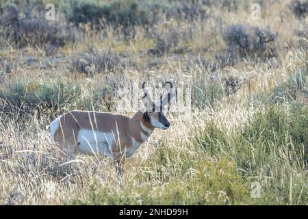Pronghorn broutant près des Flats Elk Ranch dans le parc national de Grand Teton, Wyoming Banque D'Images