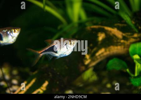 L'aquarium Rasbora heteromorpha pêche sur fond de plantes vertes Banque D'Images