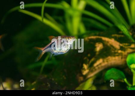 L'aquarium Rasbora heteromorpha pêche sur fond de plantes vertes Banque D'Images