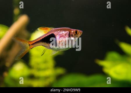 L'aquarium Rasbora heteromorpha pêche sur fond de plantes vertes Banque D'Images