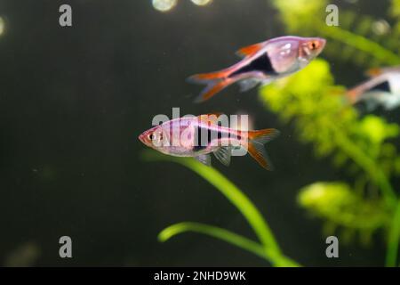 L'aquarium Rasbora heteromorpha pêche sur fond de plantes vertes Banque D'Images