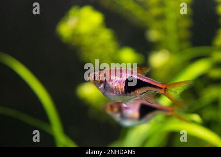 L'aquarium Rasbora heteromorpha pêche sur fond de plantes vertes Banque D'Images