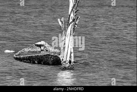 Gloire passée : une photo en noir et blanc d'un bateau de pêche abandonné à moitié submergé Banque D'Images