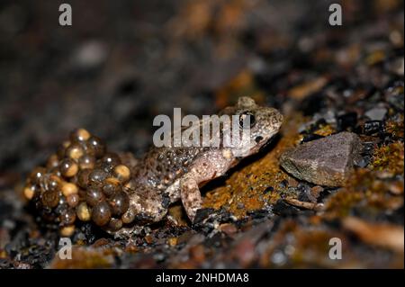 Femme moyenne commune crapaud (Alytes obstétriciens), homme, avec cordeaux de frai, soirée, sur un tas de scories, Gelsenkirchen, région de Ruhr, Rhénanie-du-Nord-Westphalie Banque D'Images