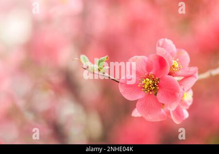Fleurs de coing rouge sur une branche d'arbre gros plan sur un arrière-plan flou. CopySpace. Mise au point sélective. Banque D'Images