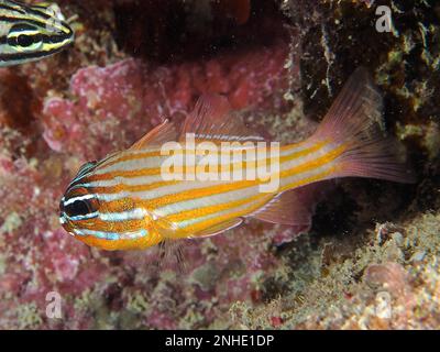 Cardinalfish à rayures dorées (Apogon cyanosoma), site de plongée House Reef mangrove Bay, El Quesir, Égypte, Mer Rouge Banque D'Images