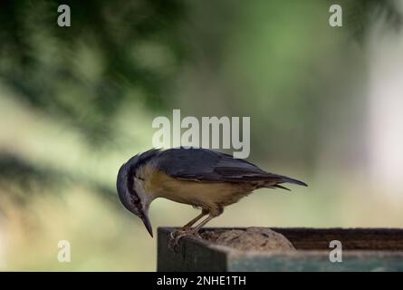 nuthatch birding jena spring closeup thuringe nature ornithologie Banque D'Images