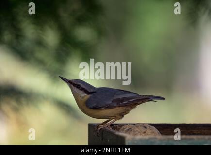 nuthatch birding jena spring closeup thuringe nature ornithologie Banque D'Images