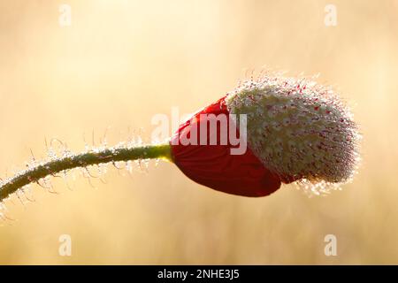 Fleurs de pavot (Papaver rhoeas), fleurs de pavot, rose de maïs, fleurs fermées, Réserve de biosphère de l'Elbe moyen, Dessau-Rosslau, Saxe-Anhalt, Allemagne Banque D'Images