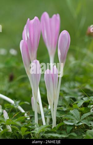 Safran de prairie (Colchicum autumnale), groupe floral, fleurs fermées, Réserve de biosphère de l'Elbe moyen, Dessau-Rosslau, Saxe-Anhalt, Allemagne Banque D'Images