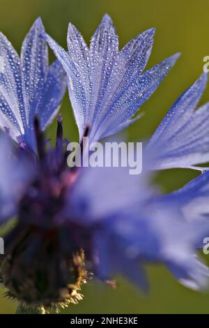 Fleurs de pavot (Papaver rhoeas), fleurs de pavot, rose de maïs, fleurs fermées, Réserve de biosphère de l'Elbe moyen, Dessau-Rosslau, Saxe-Anhalt, Allemagne Banque D'Images