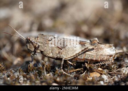 Sauterelle ailée à bande bleue (Oedipoda caerulescens), individuelle sur sol sablonneux, Réserve de biosphère de l'Elbe moyen, Dessau-Rosslau, Saxe-Anhalt, Allemagne Banque D'Images