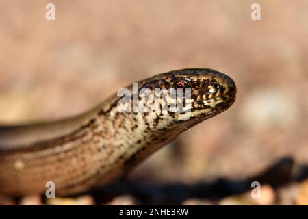 Vers lent occidental (Anguis fragilis), portrait, Réserve de biosphère de l'Elbe moyen, Dessau-Rosslau, Saxe-Anhalt, Allemagne Banque D'Images