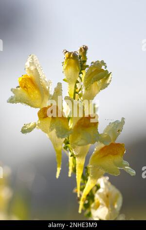 Lin vrai, lin commun (Linaria vulgaris), lin commun, petit dragon, lin de Ladys, fleurs rétroéclairées avec des gouttes de rosée, Elbe moyen Banque D'Images