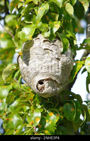 Guêpe moyenne ou petit hornet (Dolichovespula media), nichent dans un arbre, Réserve de biosphère de l'Elbe moyen, Dessau-Rosslau, Saxe-Anhalt, Allemagne Banque D'Images