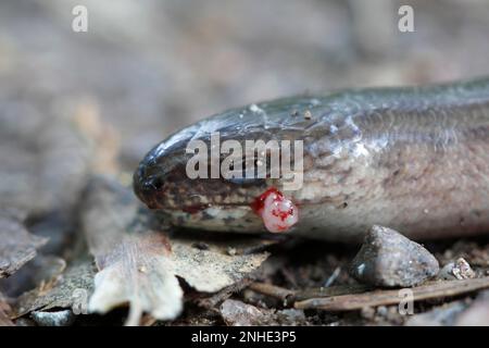 Ver lent occidental (Anguis fragilis), portrait, animal blessé, Réserve de biosphère de l'Elbe moyen, Dessau-Rosslau, Saxe-Anhalt, Allemagne Banque D'Images