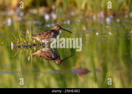 Bécassine commune (Gallinago gallinago), alimentation animale dans l'eau, animal reflété dans l'eau, Réserve de biosphère du Moyen-Elbe, Dessau-Rosslau Banque D'Images