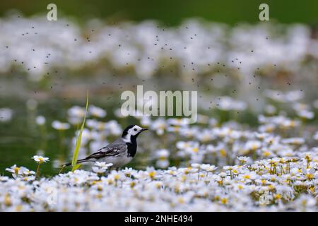 Queue de cheval blanche (Motacilla alba), adulte, alimentation individuelle sur les fleurs du pied de biche de rivière inondé (Ranunculus fluitans), oiseau adulte Banque D'Images