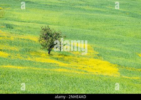 Mulberry (Morus) dans un champ avec un balai de myer jaune à fleurs (Genista tinctoria), Toscane, Italie Banque D'Images