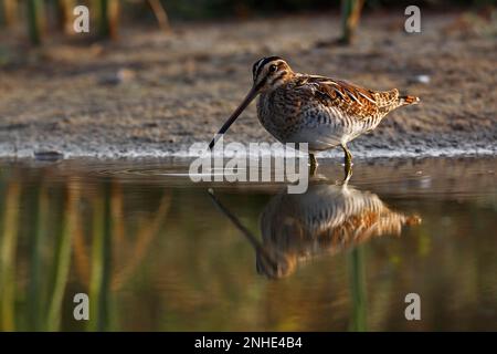 Bécassine commune (Gallinago gallinago), alimentation animale dans l'eau, animal reflété dans l'eau, Réserve de biosphère du Moyen-Elbe, Dessau-Rosslau Banque D'Images